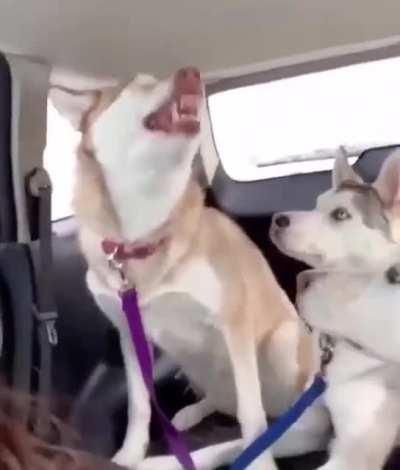 'Brother, what's wrong with you?'