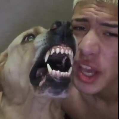 And I fear chihuahuas