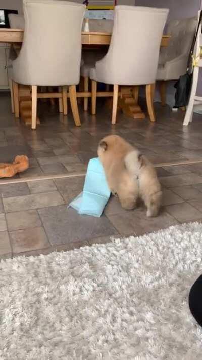 Our new lady in the family, welcome home Blu 💙