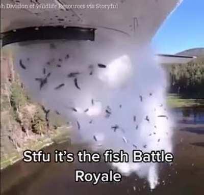 It's the fish battle royal