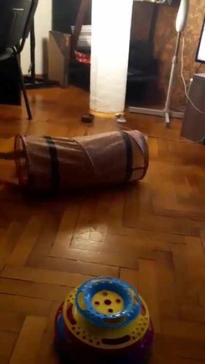 If Burrito runs fast enough he might catch it