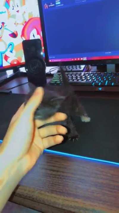 Need help naming my gamer kitty
