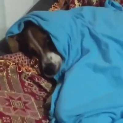 Just a lazy doggo...