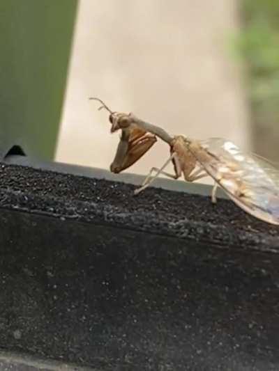 DFW area, I didn’t mean to push them I just wanted to see their hands again, never seen a mantis this tiny
