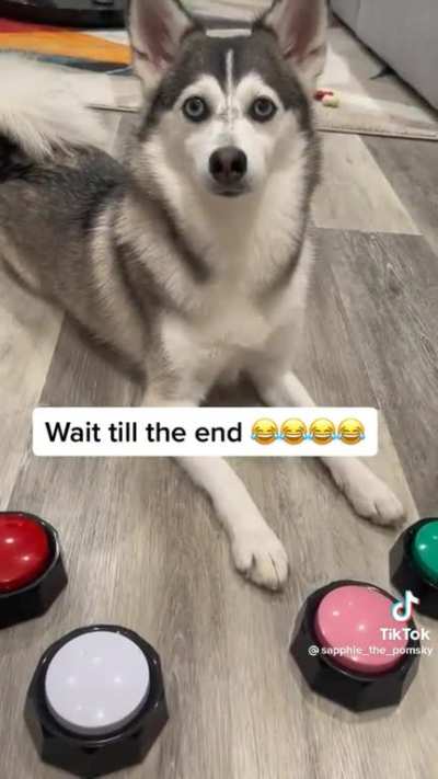 when a dog is not polite