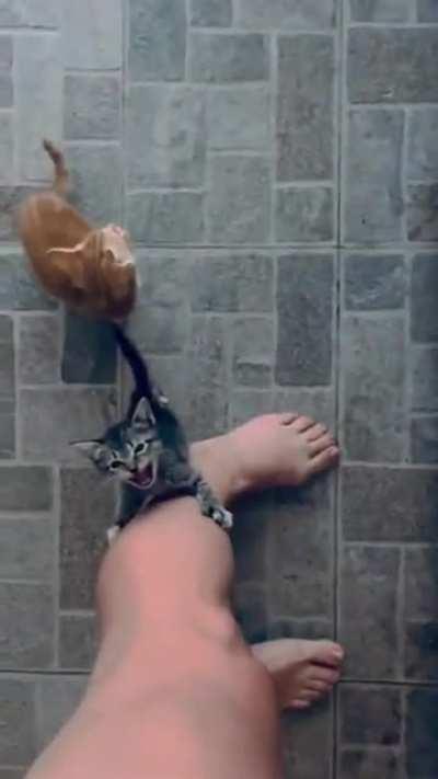 The most demanding little outlaws!