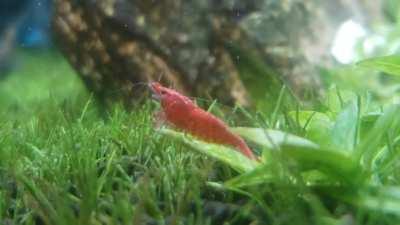 My tank gives me that good brain juice