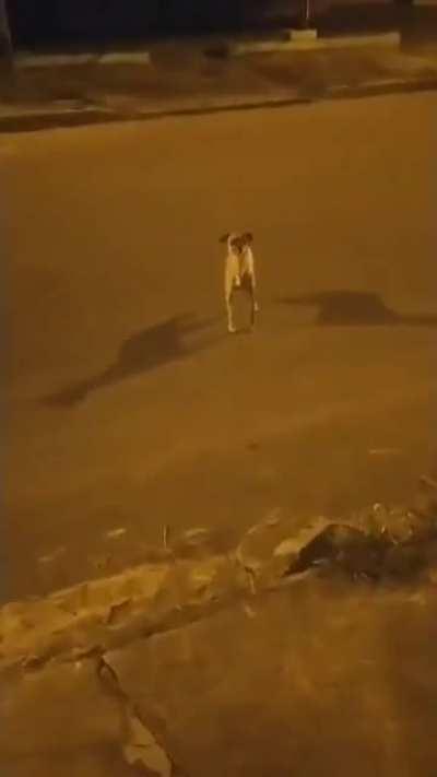 Mas que diabo e isso