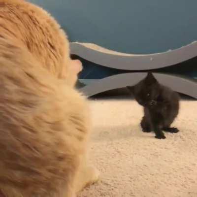 Kitten learns to groom herself by copying mother cat