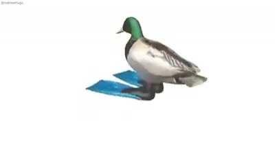 duck go brrrrrrrrr