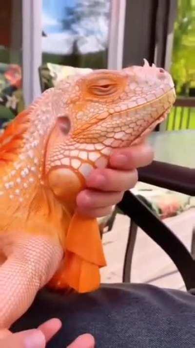 🔥 Orange Iguana