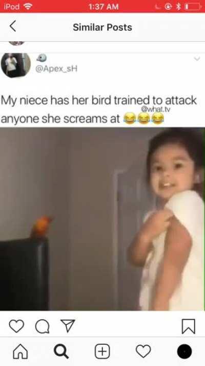 Bird attack
