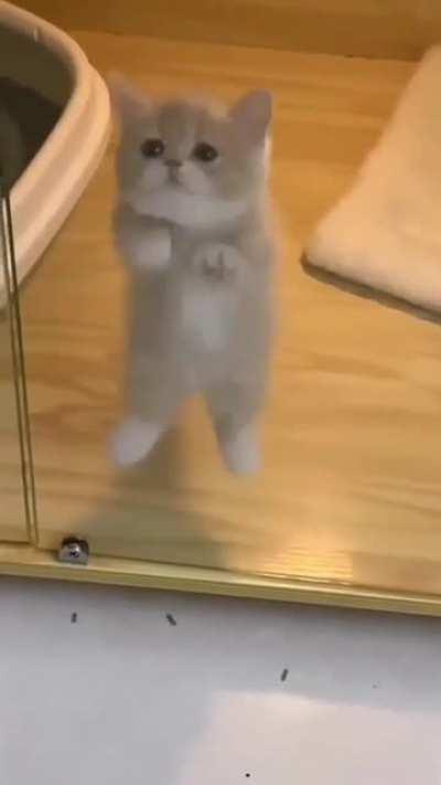 Cat.