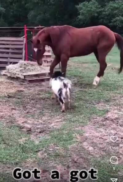 George the goat doesn’t f*ck around when it comes to horses taking his hay