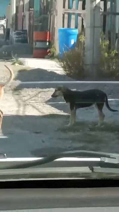 he had the whole street to do it