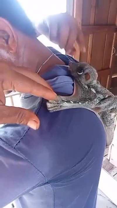 Colugos are flying mammals...and yes, they're real