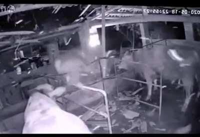 𝗨𝗙𝗢 𝗱𝗿𝗼𝗽𝘀 𝗰𝗼𝘄 𝘁𝗵𝗿𝗼𝘂𝗴𝗵 𝗯𝗮𝗿𝗻 𝗿𝗼𝗼𝗳!