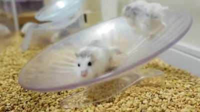 鼠鼠我啊只是躺平了而已，为什么奋斗逼说我影响他奋斗了？