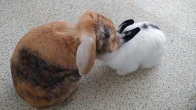 It's lovely to see them getting along so well, although a big surprise that Tom is winning the dominance battle at the moment!