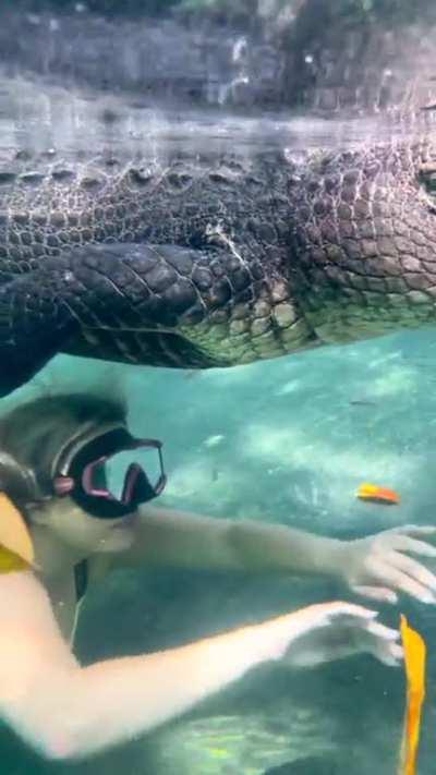 Swimming with Crocodiles
