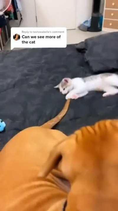 when your kitten is raised with big dogs...