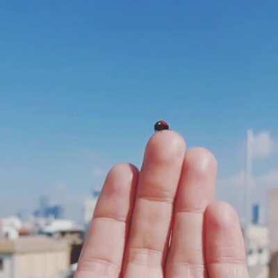 Lady bug / transformer.