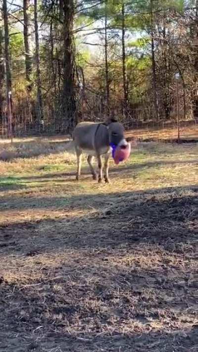 Странный пёсель