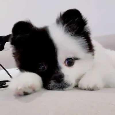 The puppy with the two tone face!