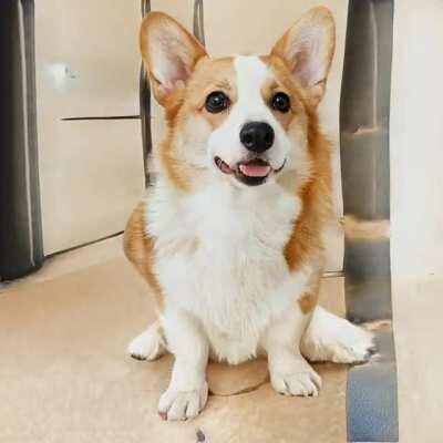 [P] StyleGAN2-ADA trained on cute corgi images <3
