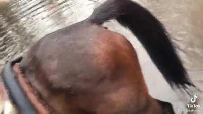 Horse has a happy freakout while playing in the water