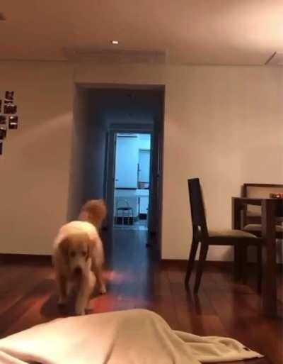 That’s why I love goldens