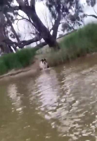 (No harm done) Man encounters a kangaroo that was attempting to drown his dog. Credits : Mildura Martial Arts.