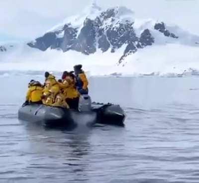 пингвин скрывается от касатки-убийцы на резиновой лодке с туристами