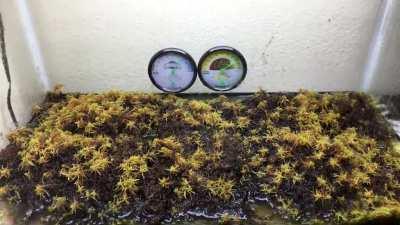 Like watching moss grow