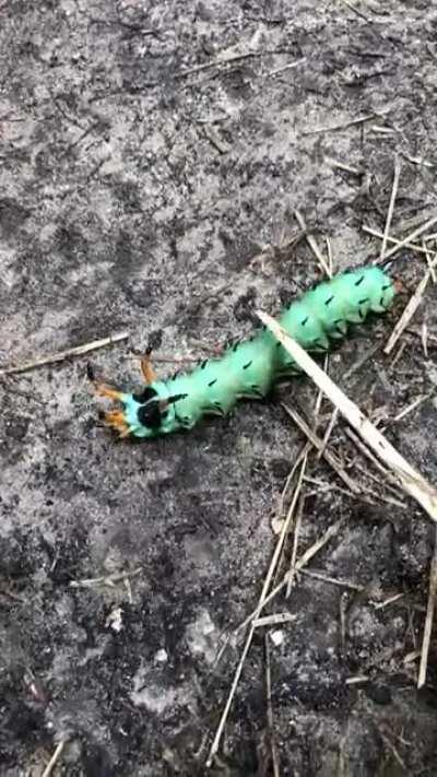 The hickory horned devil