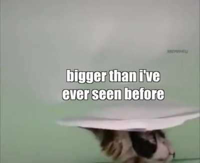 Gato de mierda me rompiste el techo