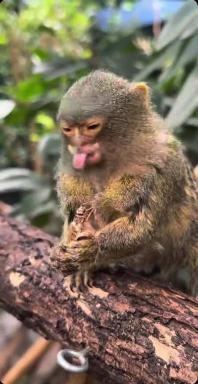 Feeding a bug to the world's smallest monkey (Pygmy Marmoset)