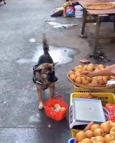 Skyrim doggo makes a trip to the local market 🍎