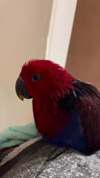 Is this angry or happy I can’t tell if it’s beak or tongue clicking. She seems unhappy with her shower.