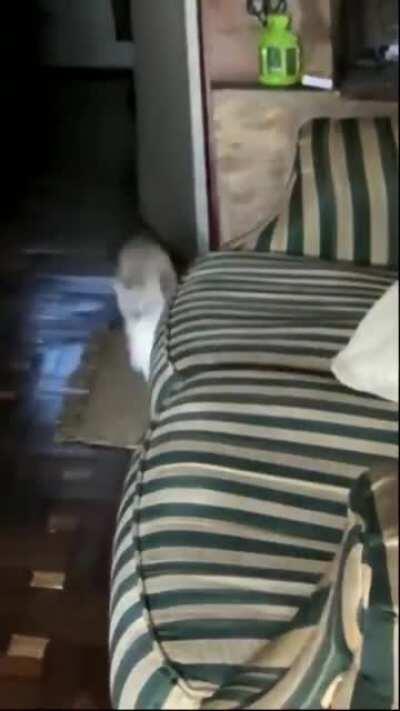 Greebles on the couch!