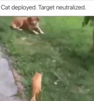 Agent meow meow 7
