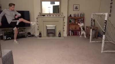 The way this cat defends these shots