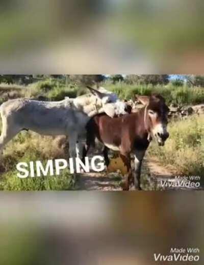 Misma canción, 4 versiones