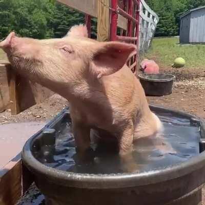 Jane probably wishes that the camera wasn't on when she made her entrance into the water at Arthur's Acres Animal Sanctuary