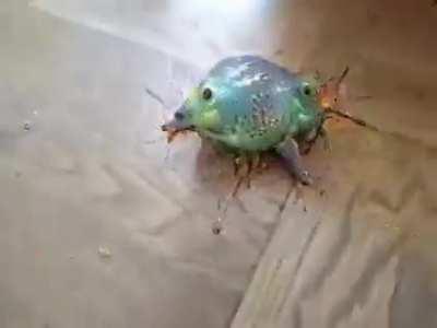 Cursed_frog?