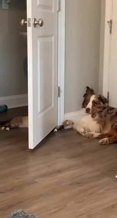 Gotta keep the kitten entertained even if you have no energy