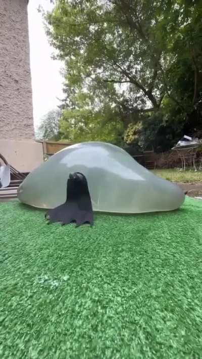 Because I have seen it so now you'll have too