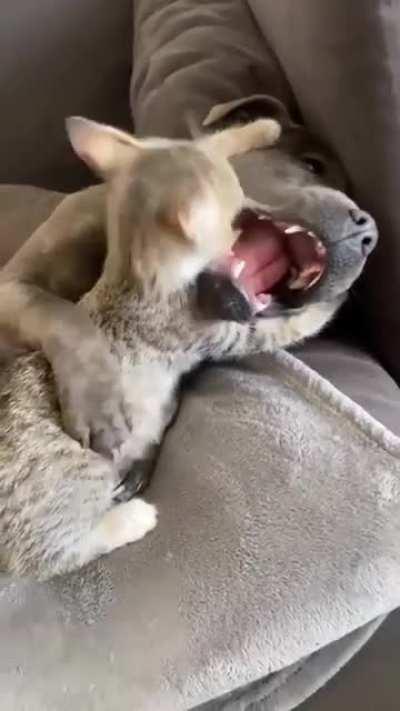 Dogs are the best people