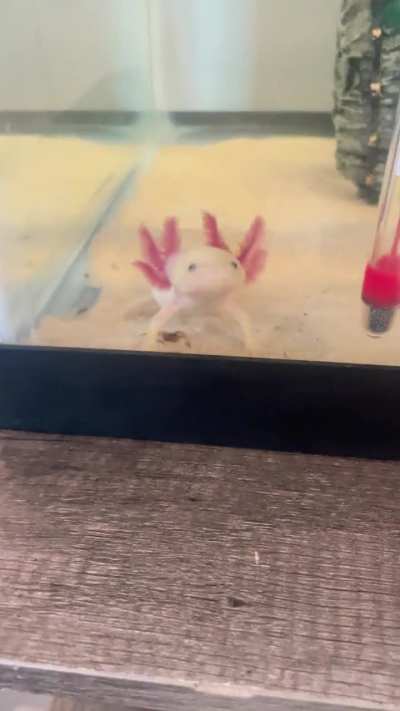 Little Lucy gill progress