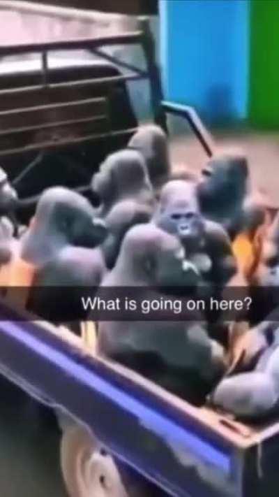 On their way to do monke business